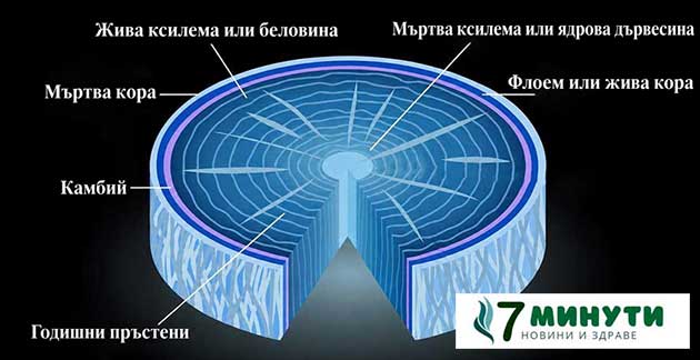 изсушаване на дърво с нафта сол убиване 2